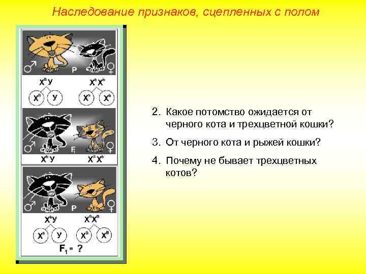 Наследование признаков, сцепленных с полом 2. Какое потомство ожидается от черного кота и трехцветной