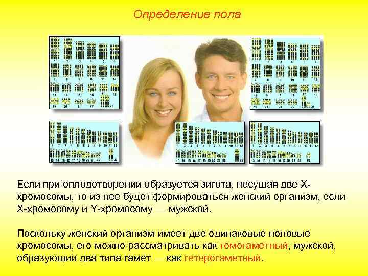 Определение пола Если при оплодотворении образуется зигота, несущая две Ххромосомы, то из нее будет