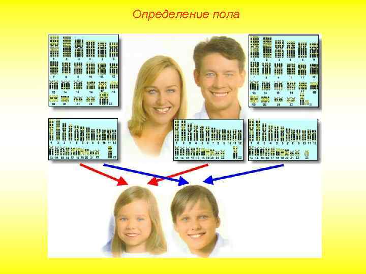 Определение пола 