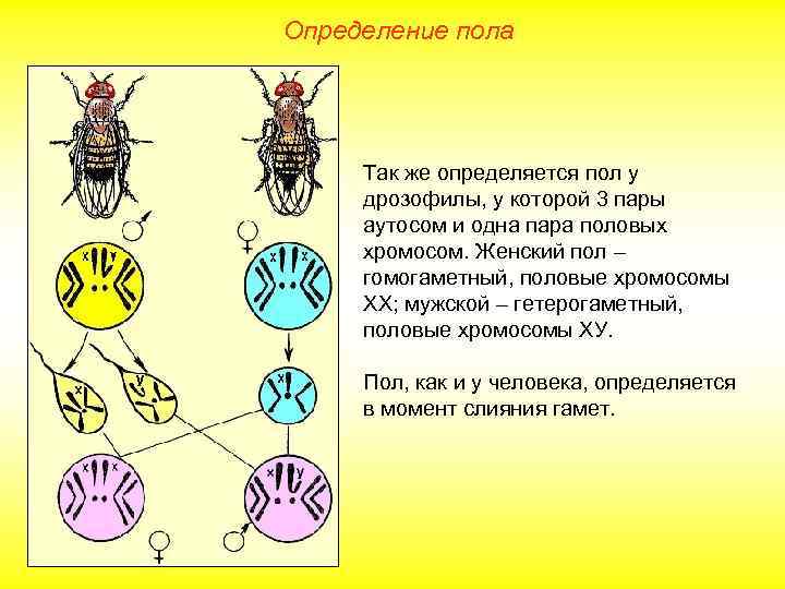 Определение пола Так же определяется пол у дрозофилы, у которой 3 пары аутосом и