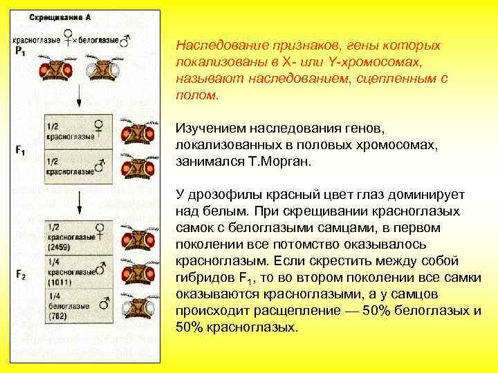 У дрозофилы рецессивный ген желтой окраски