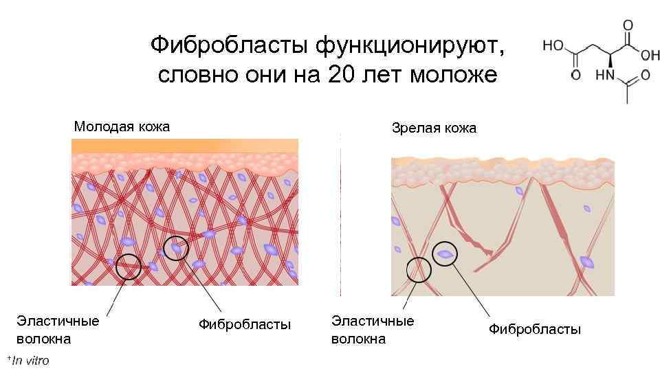 Фибробласты функционируют, словно они на 20 лет моложе Молодая кожа Эластичные волокна +In vitro