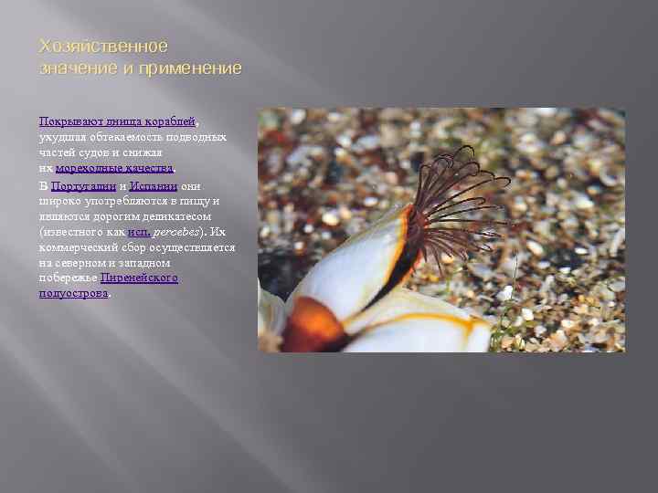 Хозяйственное значение и применение Покрывают днища кораблей, ухудшая обтекаемость подводных частей судов и снижая