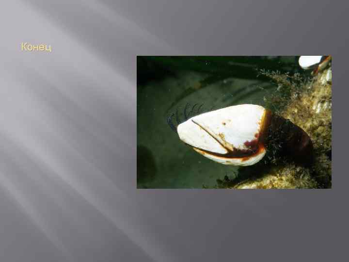 Конец 