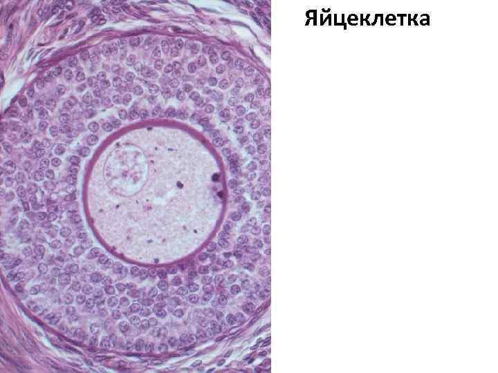 Яйцеклетка 