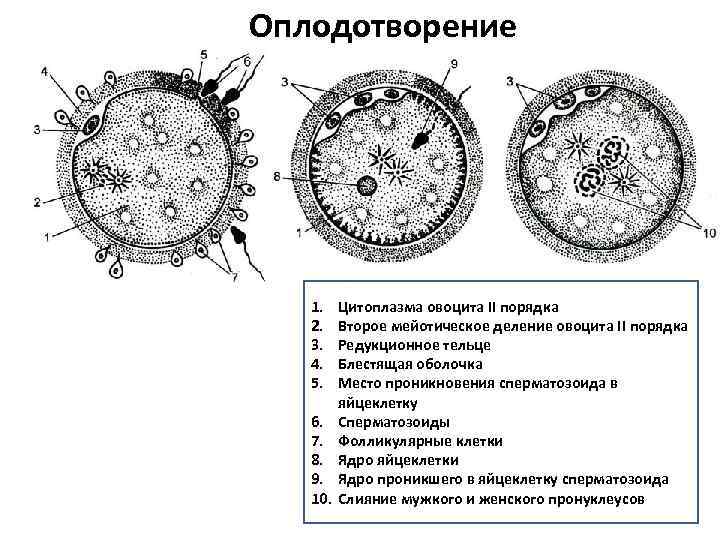 Оплодотворение 1. 2. 3. 4. 5. 6. 7. 8. 9. 10. Цитоплазма овоцита II