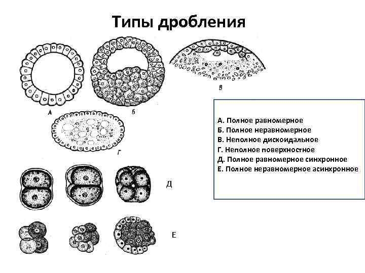 Неравномерное дробление