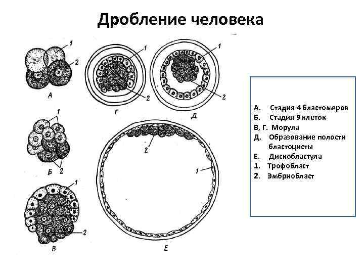 Зародыш схема гистология