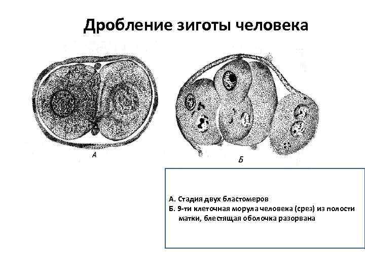 Дробление зиготы рисунок