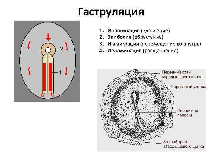 Гаструляция гистология рисунок