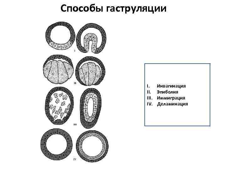 Способы гаструляции I. III. IV. Инвагинация Эпиболия Иммиграция Деламинация 