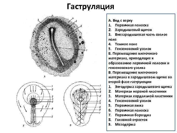 Гаструляция гистология рисунок