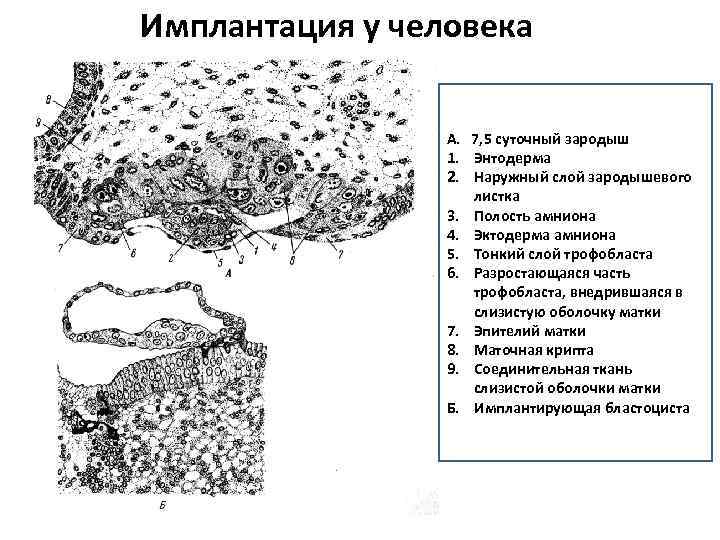 Имплантация у человека А. 7, 5 суточный зародыш 1. Энтодерма 2. Наружный слой зародышевого
