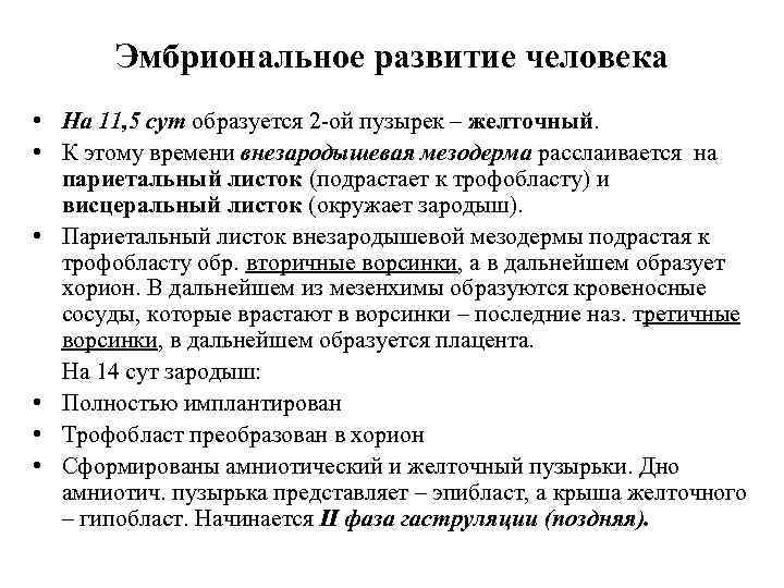 Эмбриональное развитие человека • На 11, 5 сут образуется 2 -ой пузырек – желточный.