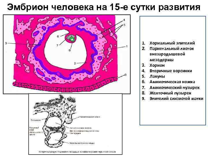 Эмбрион человека на 15 -е сутки развития 1. Хориальный эпителий 2. Париетальный листок внезародышевой