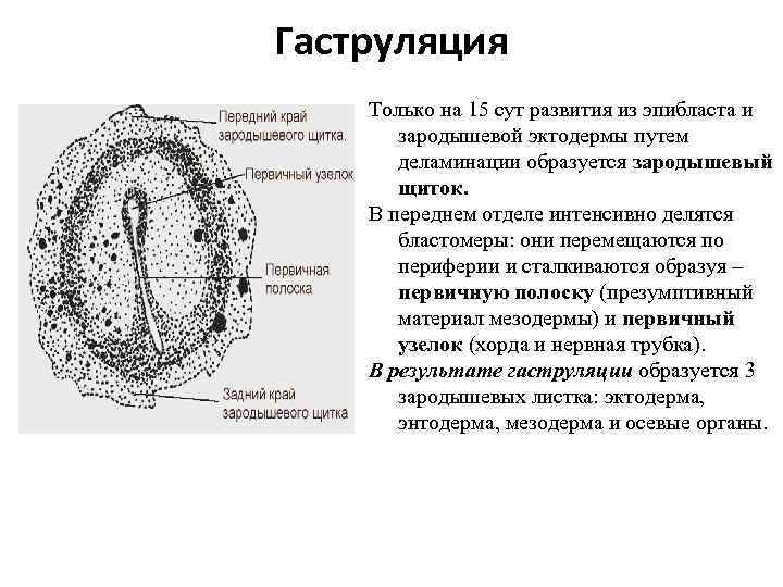 Гаструляция гистология рисунок