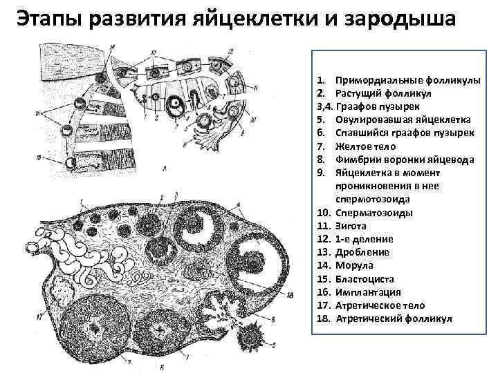 Этапы развития яйцеклетки и зародыша 1. Примордиальные фолликулы 2. Растущий фолликул 3, 4. Граафов