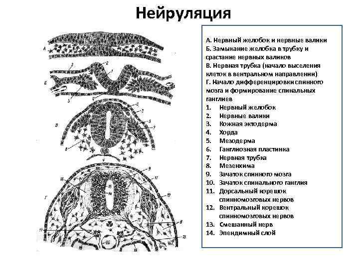 Нейруляция А. Нервный желобок и нервные валики Б. Замыкание желобка в трубку и срастание