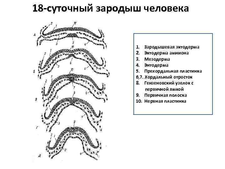 18 -суточный зародыш человека 1. Зародышевая эктодерма 2. Эктодерма амниона 3. Мезодерма 4. Энтодерма
