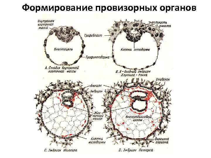 Формирование провизорных органов 