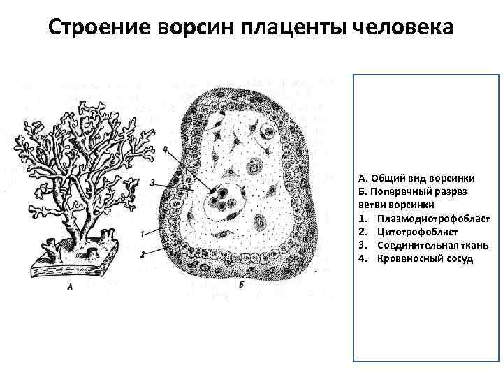 Строение ворсин плаценты человека А. Общий вид ворсинки Б. Поперечный разрез ветви ворсинки 1.