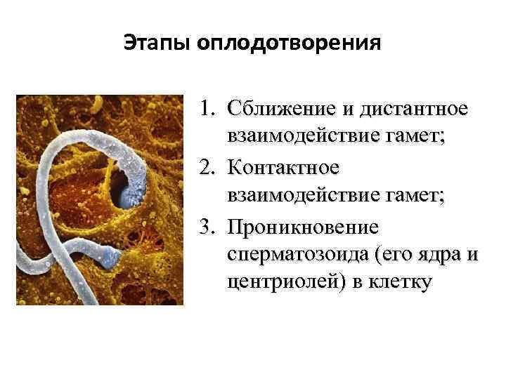 Этапы оплодотворения 1. Сближение и дистантное взаимодействие гамет; 2. Контактное взаимодействие гамет; 3. Проникновение