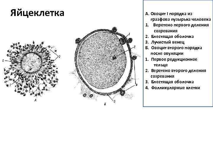 Строение яйцеклетки рисунок