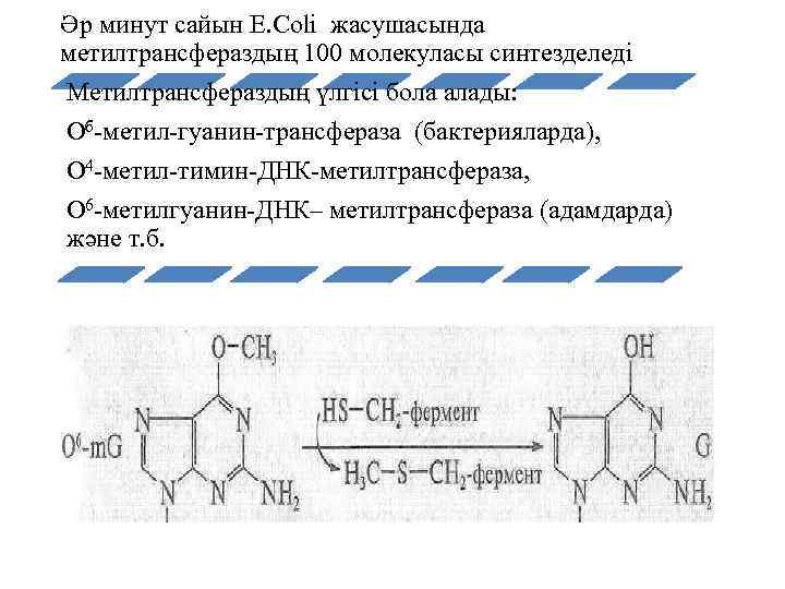 Әр минут сайын E. Coli жасушасында метилтрансфераздың 100 молекуласы синтезделеді Метилтрансфераздың үлгісі бола алады: