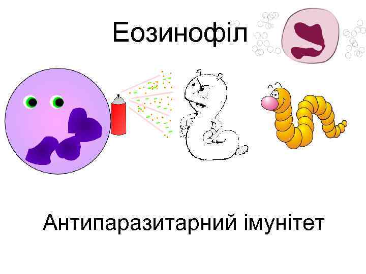 Еозинофіл Антипаразитарний імунітет 