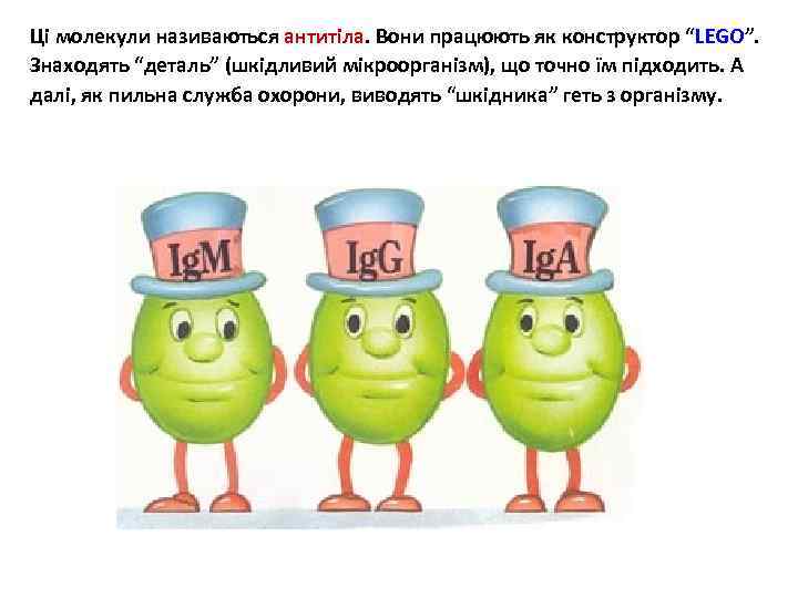 Ці молекули називаються антитіла. Вони працюють як конструктор “LEGO”. Знаходять “деталь” (шкідливий мікроорганізм), що