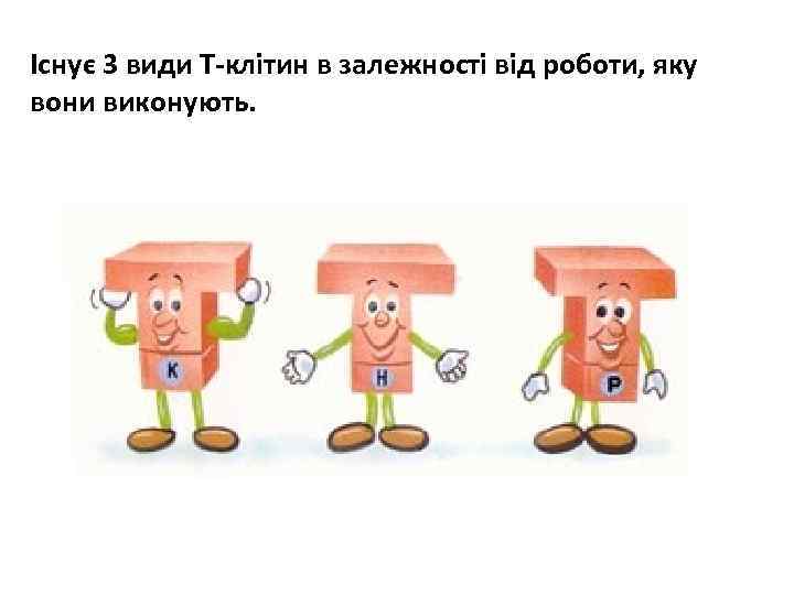 Існує 3 види Т-клітин в залежності від роботи, яку вони виконують. 