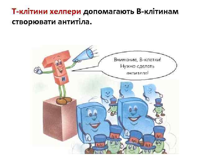 Т-клітини хелпери допомагають В-клітинам створювати антитіла. 