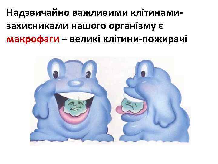 Надзвичайно важливими клітинамизахисниками нашого організму є макрофаги – великі клітини-пожирачі 