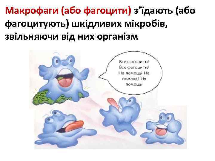 Макрофаги (або фагоцити) з’їдають (або фагоцитують) шкідливих мікробів, звільняючи від них організм 