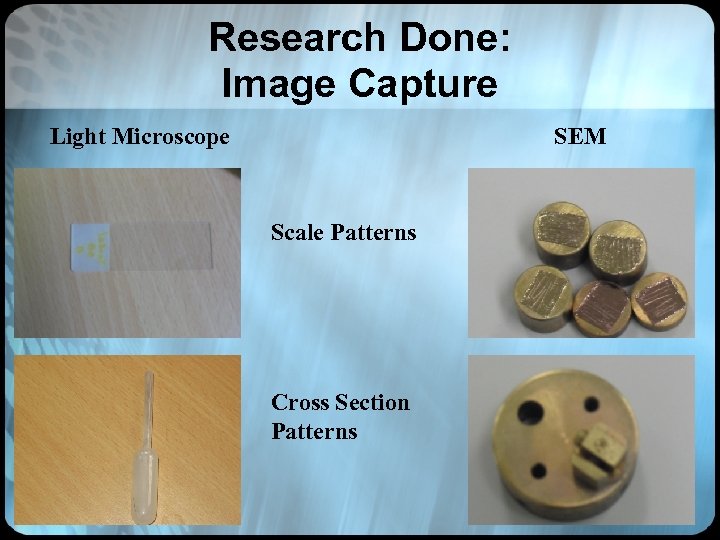 Research Done: Image Capture Light Microscope SEM Scale Patterns Cross Section Patterns 