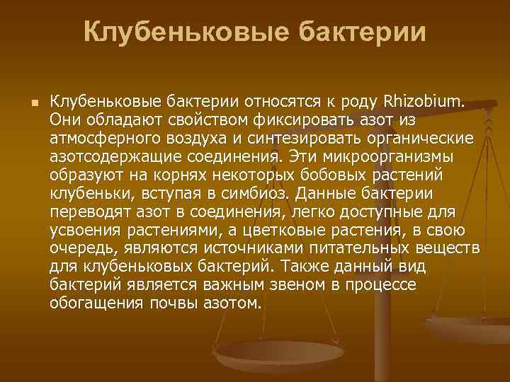 Клубеньковые бактерии n Клубеньковые бактерии относятся к роду Rhizobium. Они обладают свойством фиксировать азот