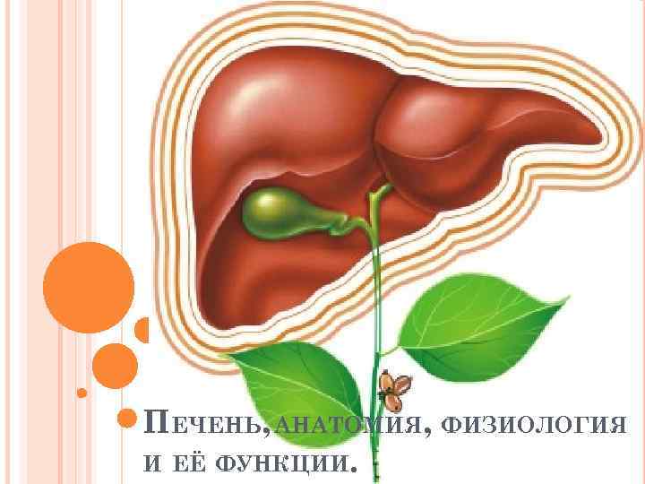 ПЕЧЕНЬ, АНАТОМИЯ, ФИЗИОЛОГИЯ И ЕЁ ФУНКЦИИ. 