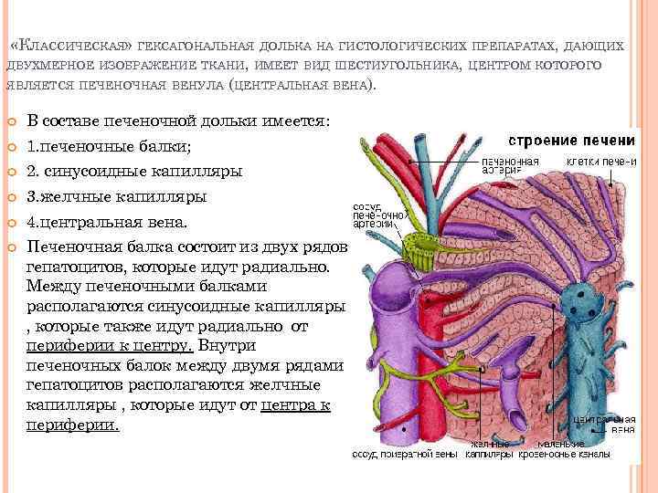  «КЛАССИЧЕСКАЯ» ГЕКСАГОНАЛЬНАЯ ДОЛЬКА НА ГИСТОЛОГИЧЕСКИХ ПРЕПАРАТАХ, ДАЮЩИХ ДВУХМЕРНОЕ ИЗОБРАЖЕНИЕ ТКАНИ, ИМЕЕТ ВИД ШЕСТИУГОЛЬНИКА,