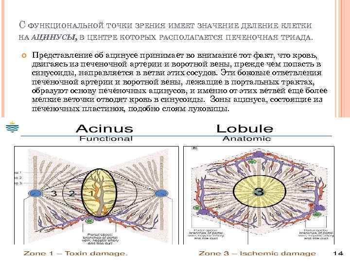 С ФУНКЦИОНАЛЬНОЙ ТОЧКИ ЗРЕНИЯ ИМЕЕТ ЗНАЧЕНИЕ ДЕЛЕНИЕ КЛЕТКИ НА АЦИНУСЫ, В ЦЕНТРЕ КОТОРЫХ РАСПОЛАГАЕТСЯ