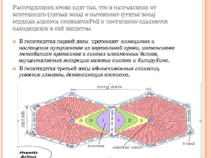 РАСПРЕДЕЛЕНИЕ КРОВИ ИДЕТ ТАК, ЧТО В НАПРАВЛЕНИИ ОТ ВНУТРЕННЕГО (ПЕРВАЯ ЗОНА) К НАРУЖНОМУ (ТРЕТЬЯ
