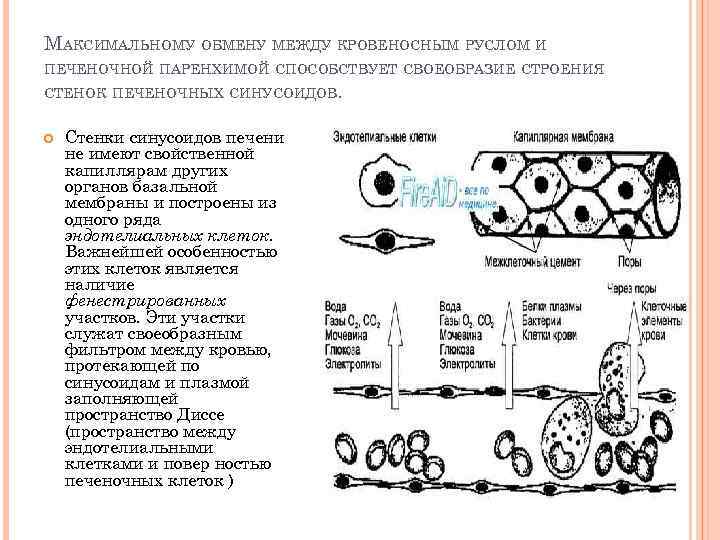 МАКСИМАЛЬНОМУ ОБМЕНУ МЕЖДУ КРОВЕНОСНЫМ РУСЛОМ И ПЕЧЕНОЧНОЙ ПАРЕНХИМОЙ СПОСОБСТВУЕТ СВОЕОБРАЗИЕ СТРОЕНИЯ СТЕНОК ПЕЧЕНОЧНЫХ СИНУСОИДОВ.