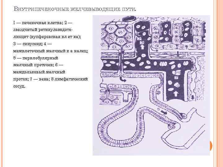ВНУТРИПЕЧЕНОЧНЫЕ ЖЕЛЧЕВЫВОДЯЩИЕ ПУТИ. I — печеночная клетка; 2 — звездчатый ретикулоэндоте лиоцит (купферовская кл