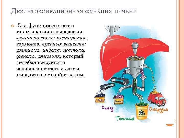 ДЕЗИНТОКСИКАЦИОННАЯ ФУНКЦИЯ ПЕЧЕНИ Эта функция состоит в инактивации и выведении лекарственных препаратов, гормонов, вредных