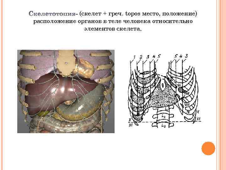 (скелет + греч. topos место, положение) расположение органов в теле человека относительно элементов скелета