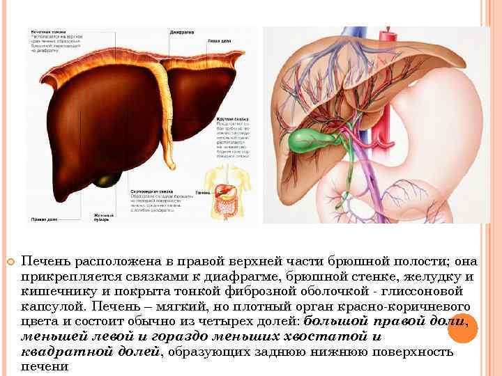  Печень расположена в правой верхней части брюшной полости; она прикрепляется связками к диафрагме,