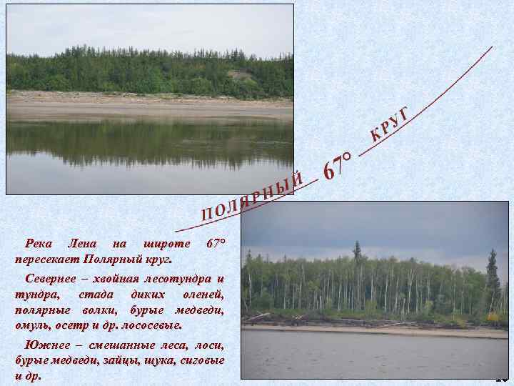 Река Лена на широте 67° пересекает Полярный круг. Севернее – хвойная лесотундра и тундра,