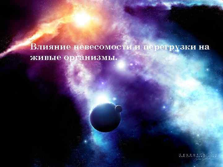 Влияние невесомости и перегрузки на живые организмы. 