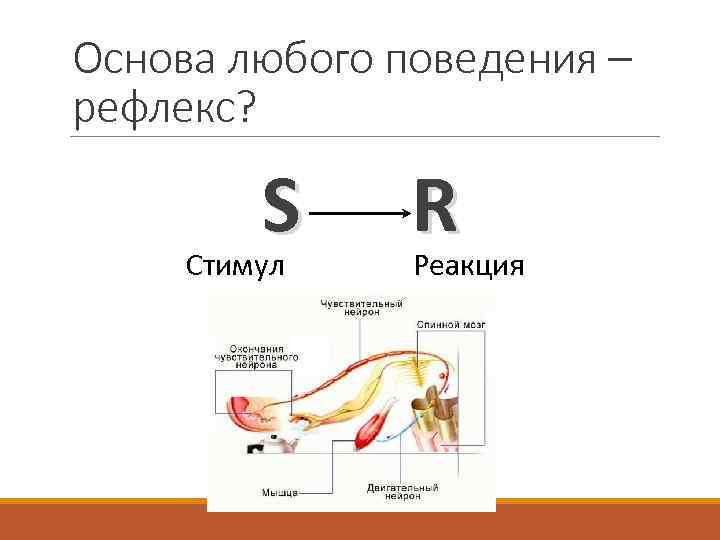 Картинка стимул реакция