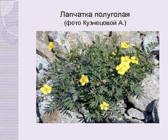 Лапчатка полуголая (фото Кузнецовой А. ) 