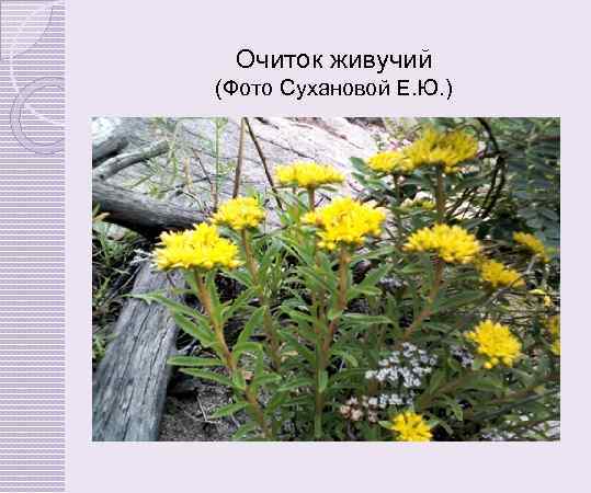 Очиток живучий (Фото Сухановой Е. Ю. ) 